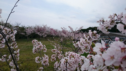 神戸大霊苑の桜